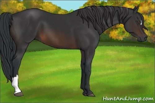 Horse Color:Brown 