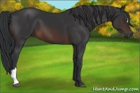 Horse Color:Brown 