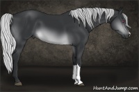 Horse Color:Silver Brown Chinchilla 