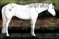Horse Color:Chestnut Splash Appaloosa 