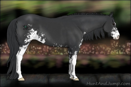 Horse Color:Black Sabino 