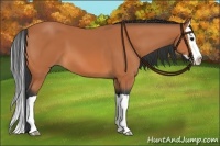 Horse Color:Bay Splash 
