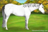 Horse Color:Grullo Splash Tobiano 