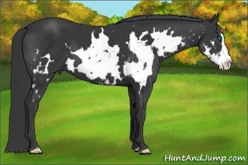 Horse Color:White Spotted Black Splash Frame