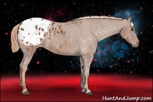 Horse Color:Chestnut Appaloosa 