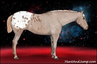 Horse Color:Chestnut Appaloosa