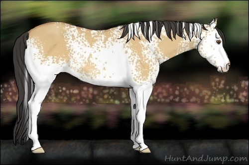 Horse Color:White Spotted Buckskin Dun 