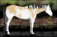 Horse Color:White Spotted Buckskin Dun