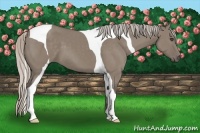Horse Color:Silver Grullo Tobiano 