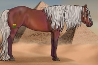 Horse Color:Silver Bay 