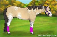 Horse Color:White Spotted Buckskin Dun Sabino 