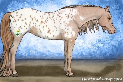 Horse Color:Chestnut Blanket 