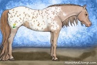 Horse Color:Chestnut Appaloosa 