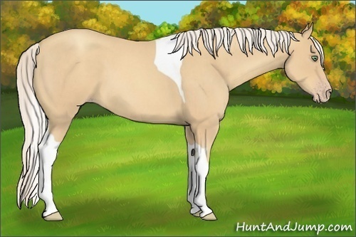 Horse Color:Gold Cream Champagne Roan Tobiano 