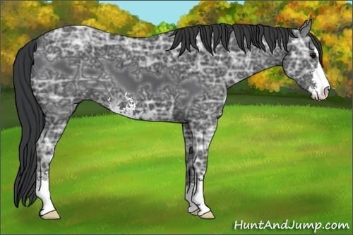 Horse Color:Black Ice Sabino 