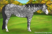 Horse Color:Black Ice Sabino