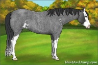 Horse Color:Blue Roan Sabino Splash 