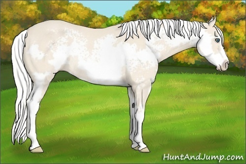Horse Color:White Spotted Silver Perlino Sabino Splash Frame Rabicano 