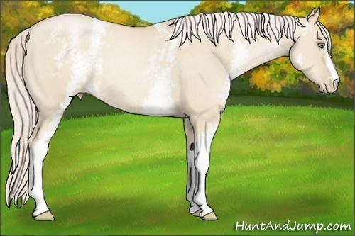 Horse Color:White Spotted Palomino Pearl Dun 