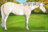 Horse Color:White Spotted Palomino Pearl Dun 