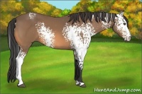 Horse Color:White Spotted Buckskin