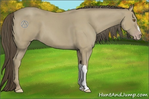 Horse Color:Classic Cream Champagne 