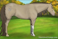 Horse Color:Classic Cream Champagne