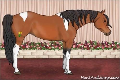 Horse Color:Bay Tobiano 