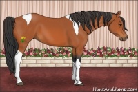 Horse Color:Bay Tobiano 