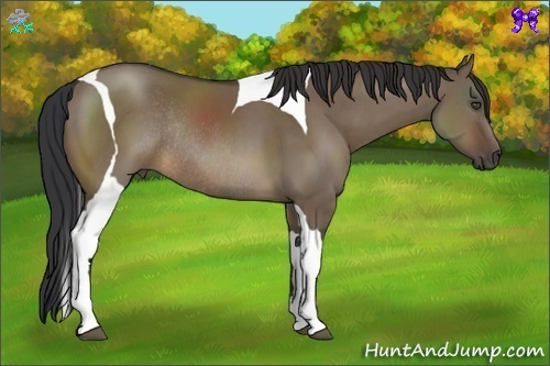 Horse Color:Brown Dun Sabino Tobiano Rabicano
