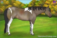 Horse Color:Brown Dun Sabino Tobiano Rabicano