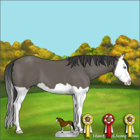Horse Color:Grullo Splash 