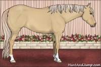 Horse Color:Palomino Dun 