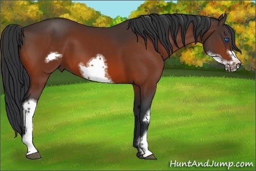 Horse Color:Bay Frame