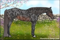 Horse Color:Brown Appaloosa