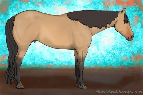 Horse Color:Bay Dun