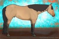 Horse Color:Bay Dun