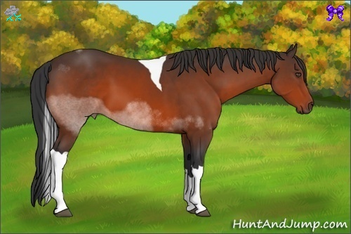 Horse Color:Bay Sabino Tobiano 
