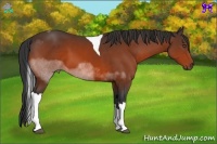 Horse Color:Bay Sabino Tobiano 
