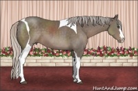 Horse Color:Silver Black Splash Tobiano Rabicano