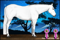 Horse Color:Gray Chestnut 