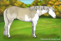 Horse Color:Chocolate Palomino Splash 