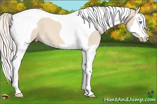Horse Color:Cremello Splash Tobiano 