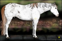 Horse Color:Liver Chestnut Sabino