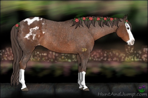 Horse Color:Liver Chestnut Splash Appaloosa Rabicano 
