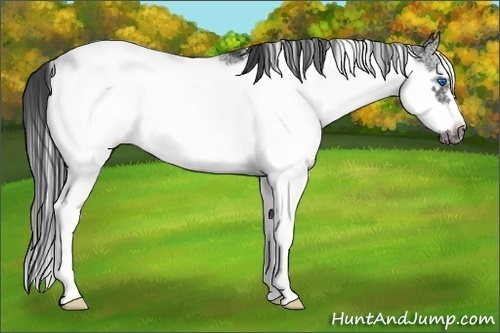 Horse Color:Black Sabino Frame