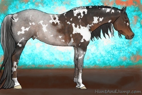 Horse Color:White Spotted Liver Chestnut