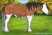 Horse Color:Bay Splash 