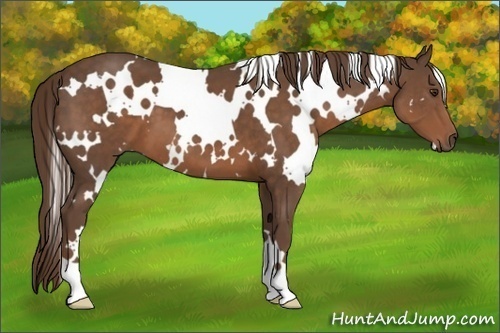Horse Color:White Spotted Liver Chestnut