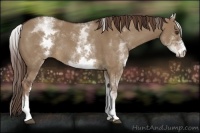 Horse Color:White Spotted Liver Red Dun Rabicano 